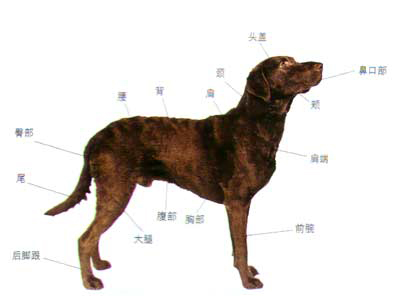 狗的正常体形